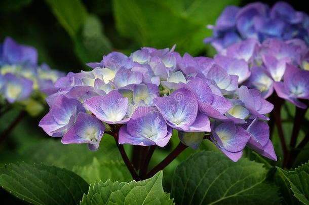 便士雨衣,八仙花属雨衣rophylla