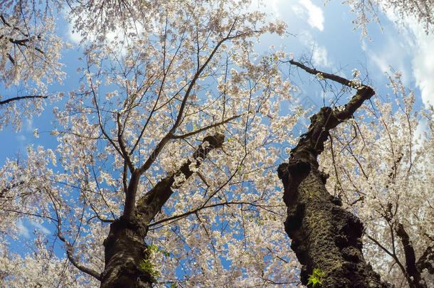 充分地-真空镀膜樱桃花和蓝色天背景在明日香