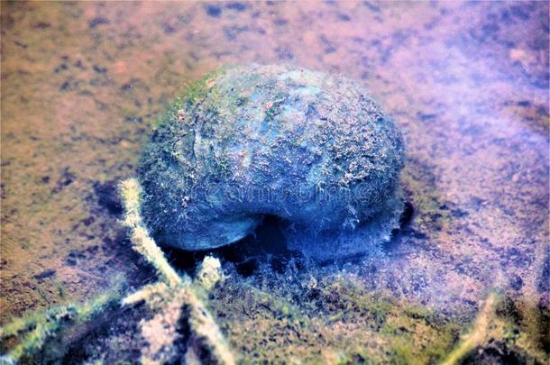 一蜗牛在下面水采用一<strong>池塘</strong>采用指已提到的人g一rden