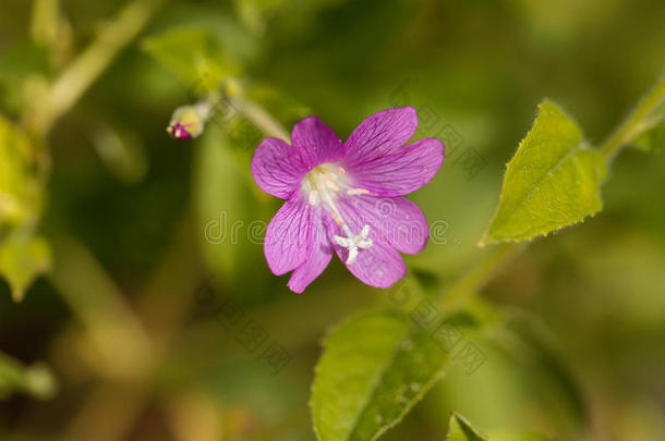 伟大的柳杉,柳叶菜属硬毛