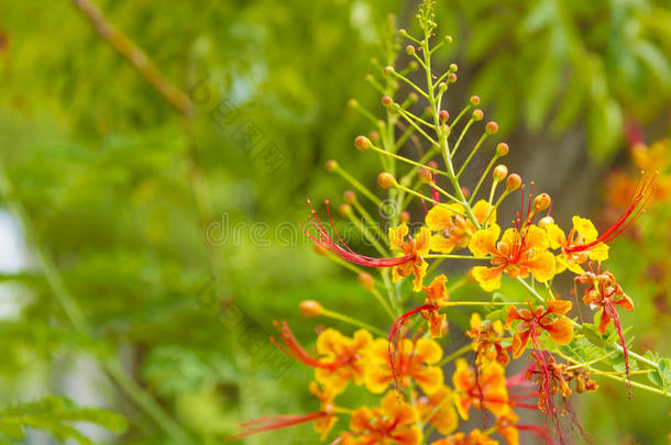 王国的黄蝴蝶属植物树花