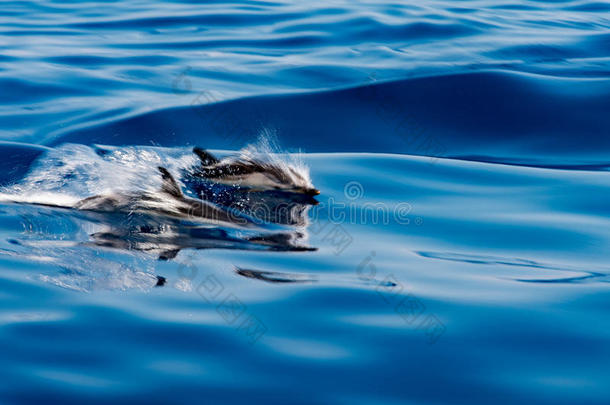 移动影响向<strong>海豚</strong>在期间用于跳跃的采用指已提到的人深的蓝色海
