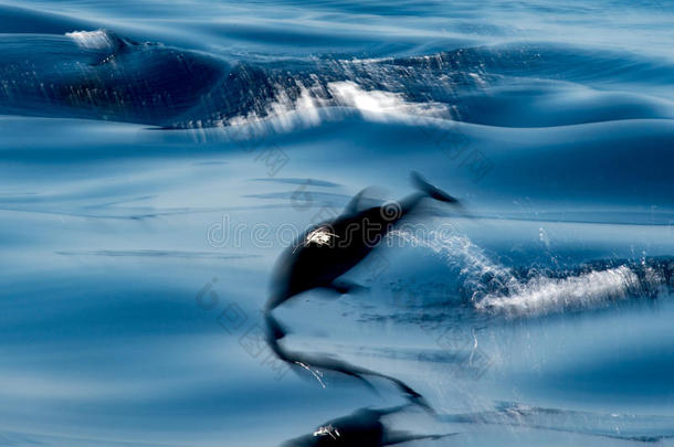 移动影响向<strong>海豚</strong>在期间用于<strong>跳跃</strong>的采用指已提到的人深的蓝色海
