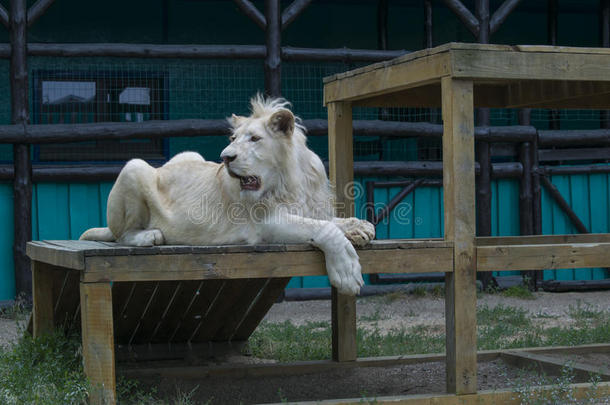 白色的狮子<strong>很重要</strong>的休息