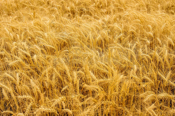 小穗冬小麦小麦属植物英语字母表的第12个字母.