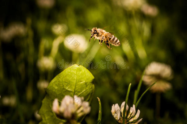 蜜蜂收集花花粉