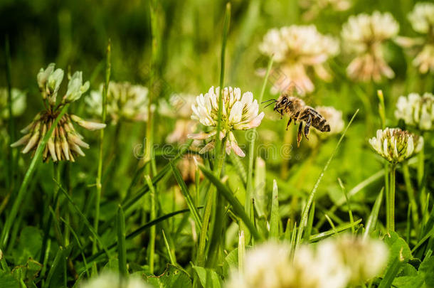 蜜蜂收集花花粉