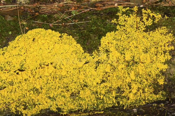 黄色的藻黏质物模子向深<strong>蚀刻</strong>木材采用C向necticut.