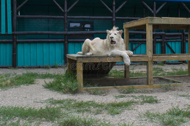 白色的狮子很重要的休息