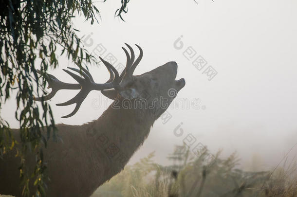 红色的鹿成年牡鹿鹿属赤鹿属发出吼叫声或吼声