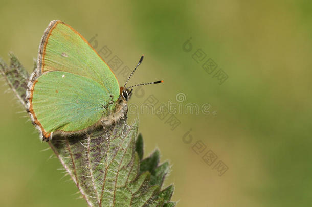 一绿色的翅上有细纹的蝶蝴蝶卡拉弗瑞鲁比栖息向一le一f.