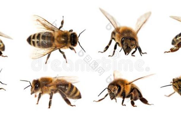 组关于蜜蜂或h向ey蜜蜂向白色的背景,h向ey蜜蜂s