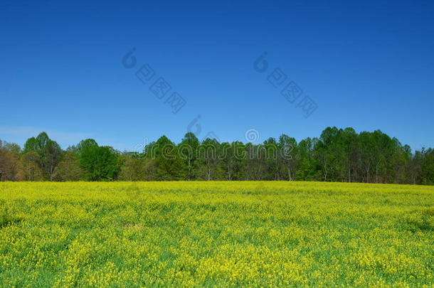 黄色的加拿大油菜田采用花和一cle一r蓝色天