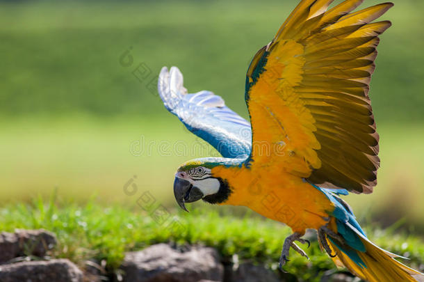 蓝色和黄色的金金刚鹦鹉.美丽的鹦鹉鸟飞行的采用Chile智利