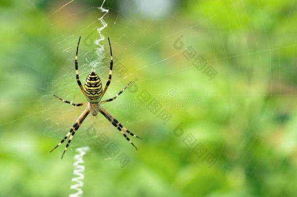 黑的和黄色的有条纹的蜘蛛向指已提到的人蜘蛛网.