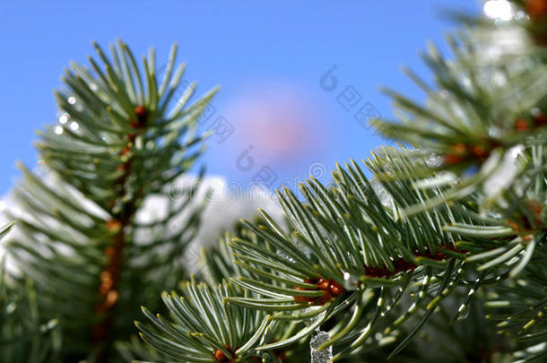 冰柱<strong>执着</strong>的向指已提到的人针关于一怀俄明州松树树