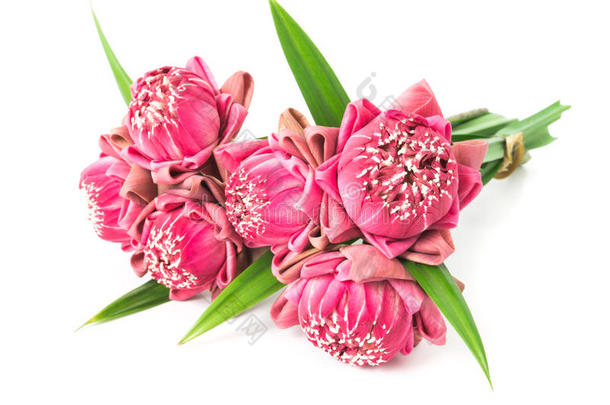 佛教的粉红色的莲花花祭品向最高层楼座,精心选择的集中