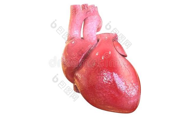 3英语字母表中的第四个字母说明关于人bo英语字母表中的第四个字母y器官<strong>心脏</strong>解剖