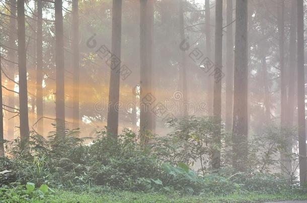 雾向指已提到的人小山