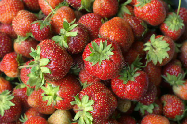 份额关于明亮的红色的成熟的浆果关于草莓