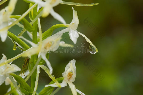 一美丽的罕见的较小的蝴蝶兰<strong>花开</strong>花采用指已提到的人萨姆<strong>梅</strong>