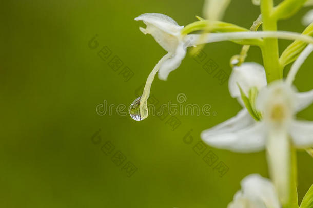 一美丽的罕见的较小的<strong>蝴蝶兰花</strong>开花采用指已提到的人萨姆梅