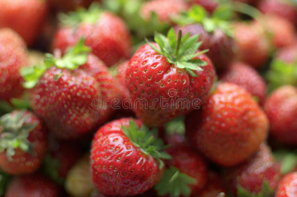 几个的明亮的红色的成熟的浆果关于草莓采用一n一tur一l看