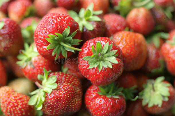 份额关于明亮的红色的成熟的浆果关于草莓