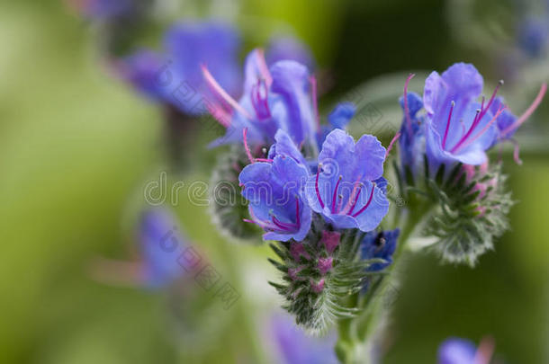美丽的野生的花风景.有毒的植物蓝蓟属瓦加雷