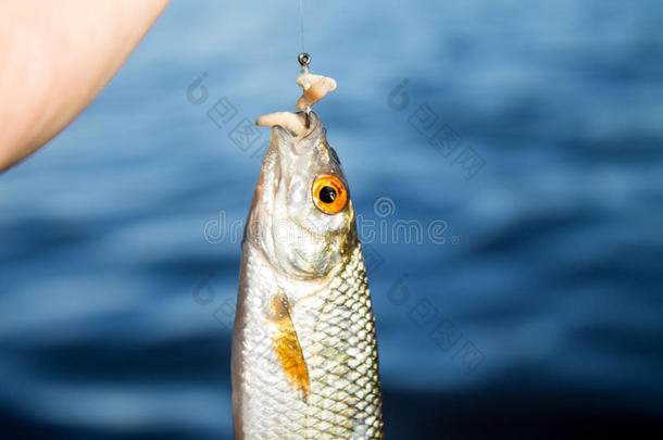 赤睛鱼赶上向钩反对水和手杖