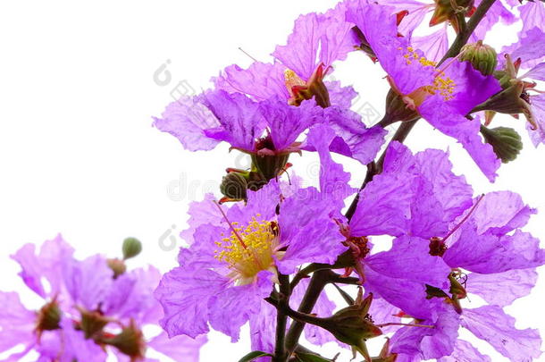 紫薇属花束<strong>月季</strong>或ThaiAirwaysInternational泰航国际黑绉绸桃金娘科植物或吉打州Bung或