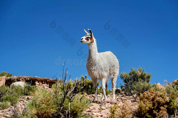 羊驼内尔盐湖demand需要乌尤尼,玻利维亚条子毛绒