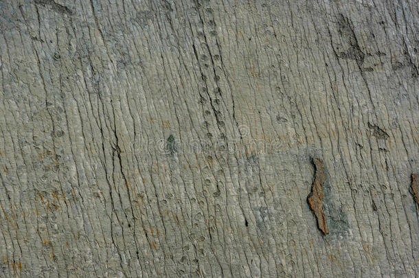 脚印在恐龙公园采用苏克雷,玻利维亚条子毛绒