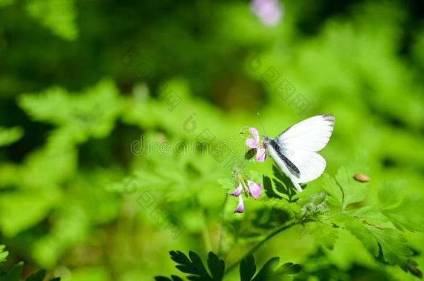 小的甘蓝蝴蝶白色的向花