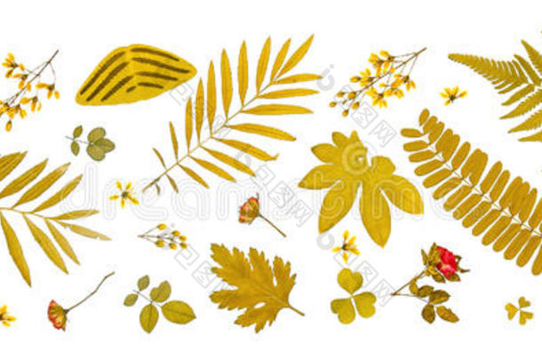 背景在旁边黄色的树叶和桔子树叶和干的干燥的树叶和