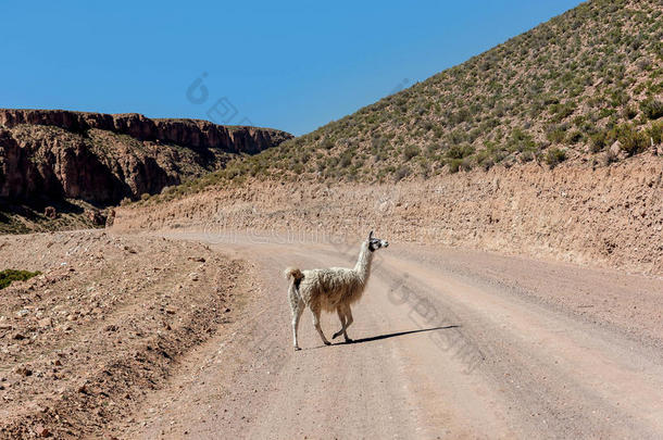 <strong>羊驼</strong>内尔盐湖demand需要乌尤尼,玻利维亚条子毛绒