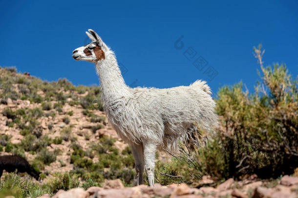 羊驼内尔盐湖demand需要乌尤尼,玻利维亚条子毛绒