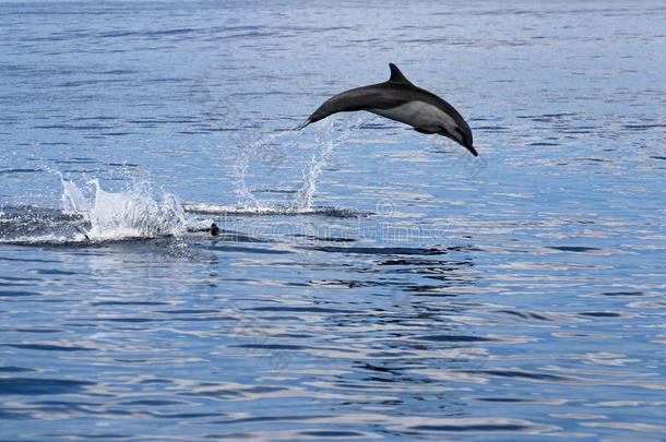 普通的<strong>海豚</strong>用于跳跃的,肋反向免疫细胞粘着