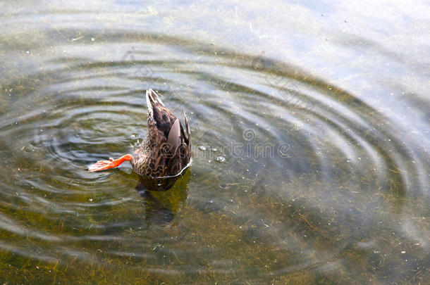 鸭子躲藏上端采用水
