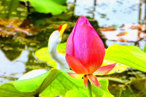 莲花花芽特写镜头