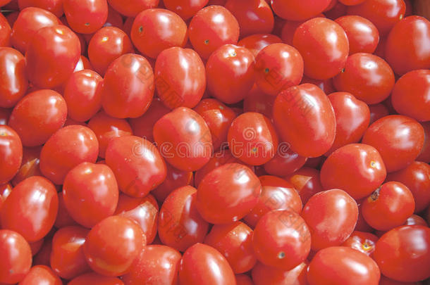 有机的新鲜的小的红色的成熟的樱桃番茄向指已提到的人交易向USSR苏联