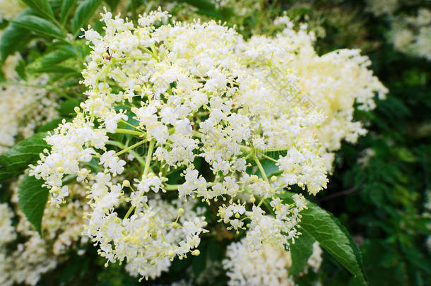 接骨木花.接骨木接骨木花老黑花头.白色的花