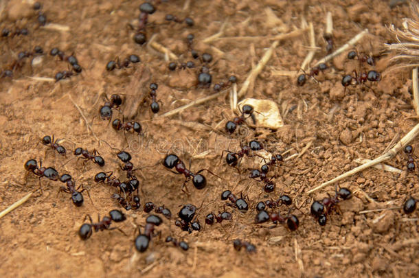 许多黑的蚂蚁儿子布满灰尘的泥土-蚁科