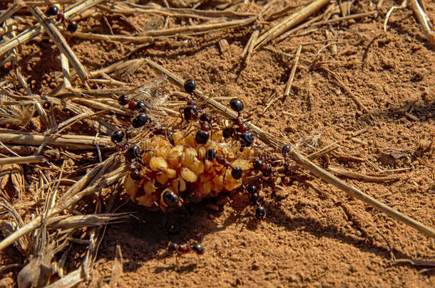 浆果大量的在旁边黑的蚂蚁-蚁科