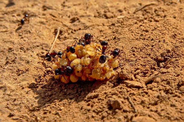 黑的蚂蚁吃从一浆果-Formicid一e