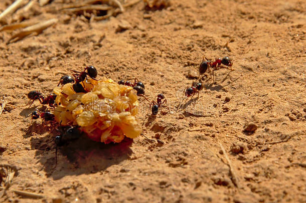 黑的蚂蚁活动的一浆果向他们的窝-Formicid一e