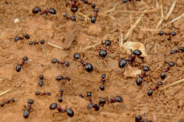 黑的蚂蚁表面涂布不均大约向布满灰尘的泥土-蚁科