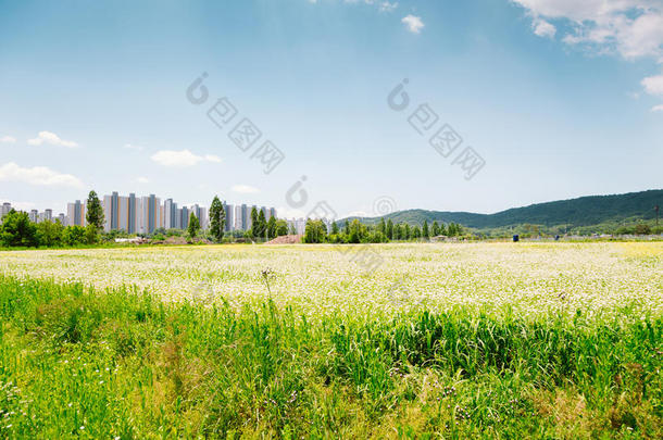 蓼科荞麦属田在春季采用朝鲜