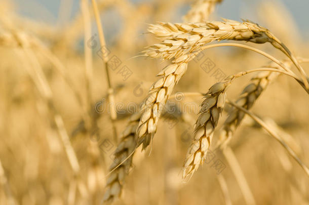 小麦田.耳关于金色的小麦关在上面.美丽的自然太阳