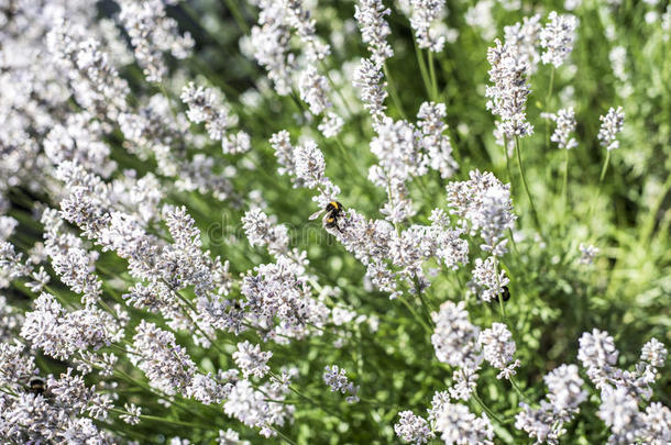 大黄蜂收集花粉从白色的薰衣草花采用garden花园
